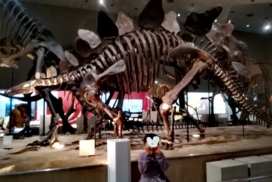 子連れお出かけ子連れ旅行大阪市立自然史博物館ステゴサウルス化石