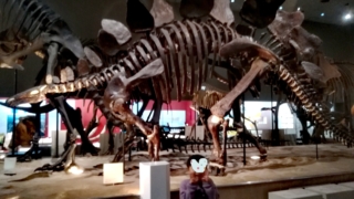 子連れお出かけ子連れ旅行大阪市立自然史博物館ステゴサウルス化石