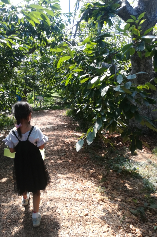 子出かけ子連れ旅行お出かけ北海道余市山本観光果樹園果物狩り夏休み5歳2歳