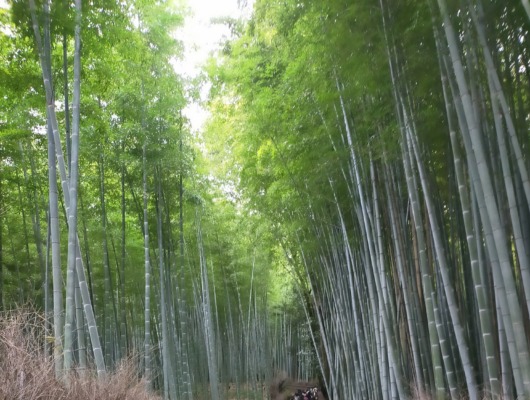 子出かけノート子連れ京都小1女子娘嵐山竹林の小径